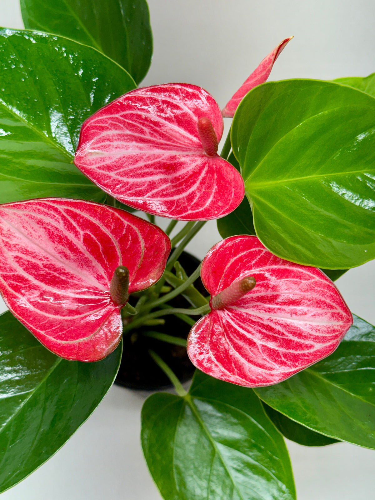Anthurium 'Livium'