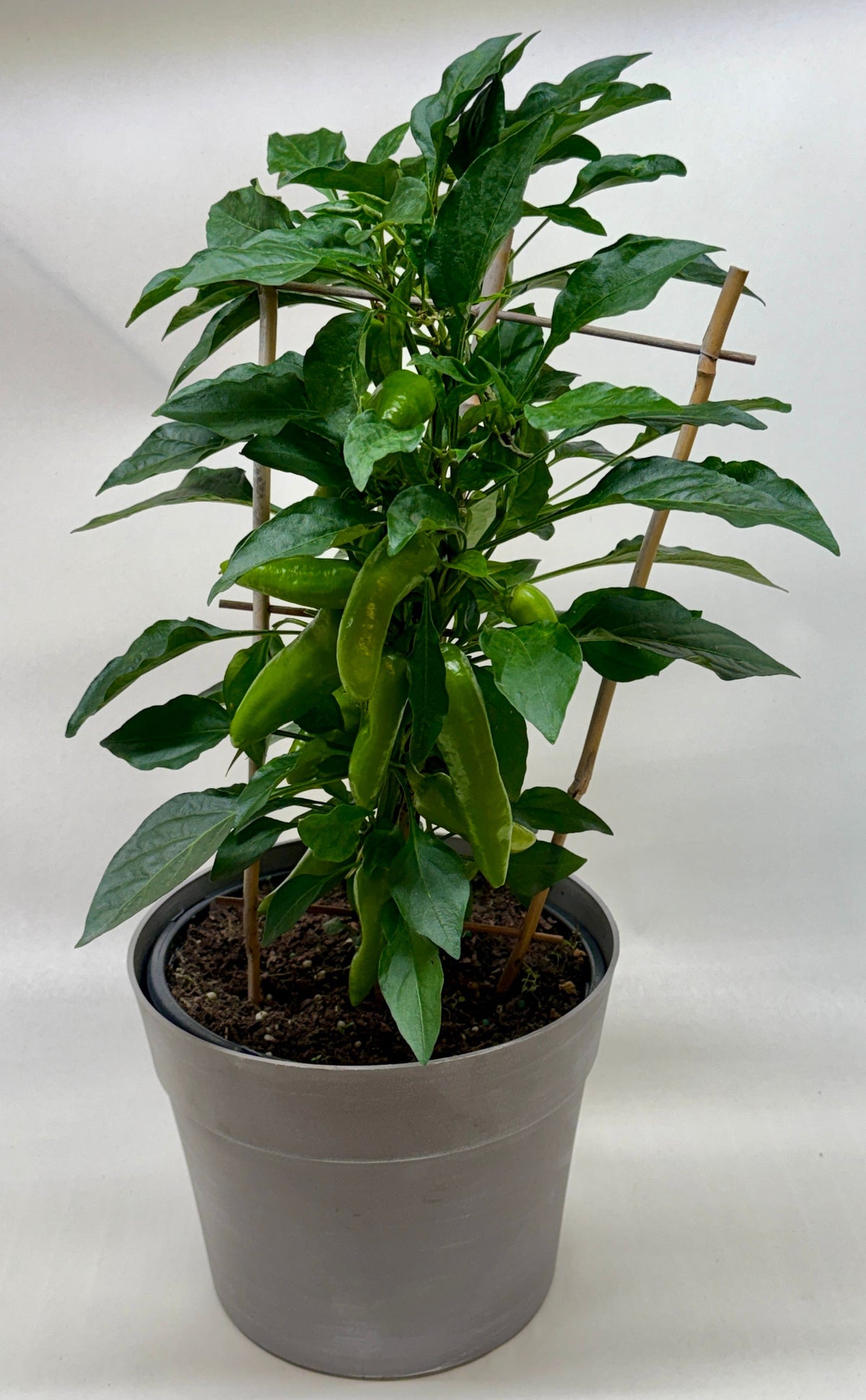 Edible 'Sweet Pepper'