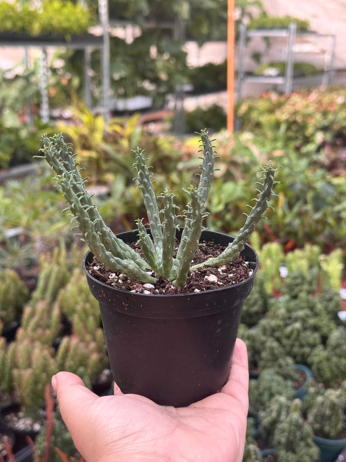 Euphorbia 'Caput Medusa'