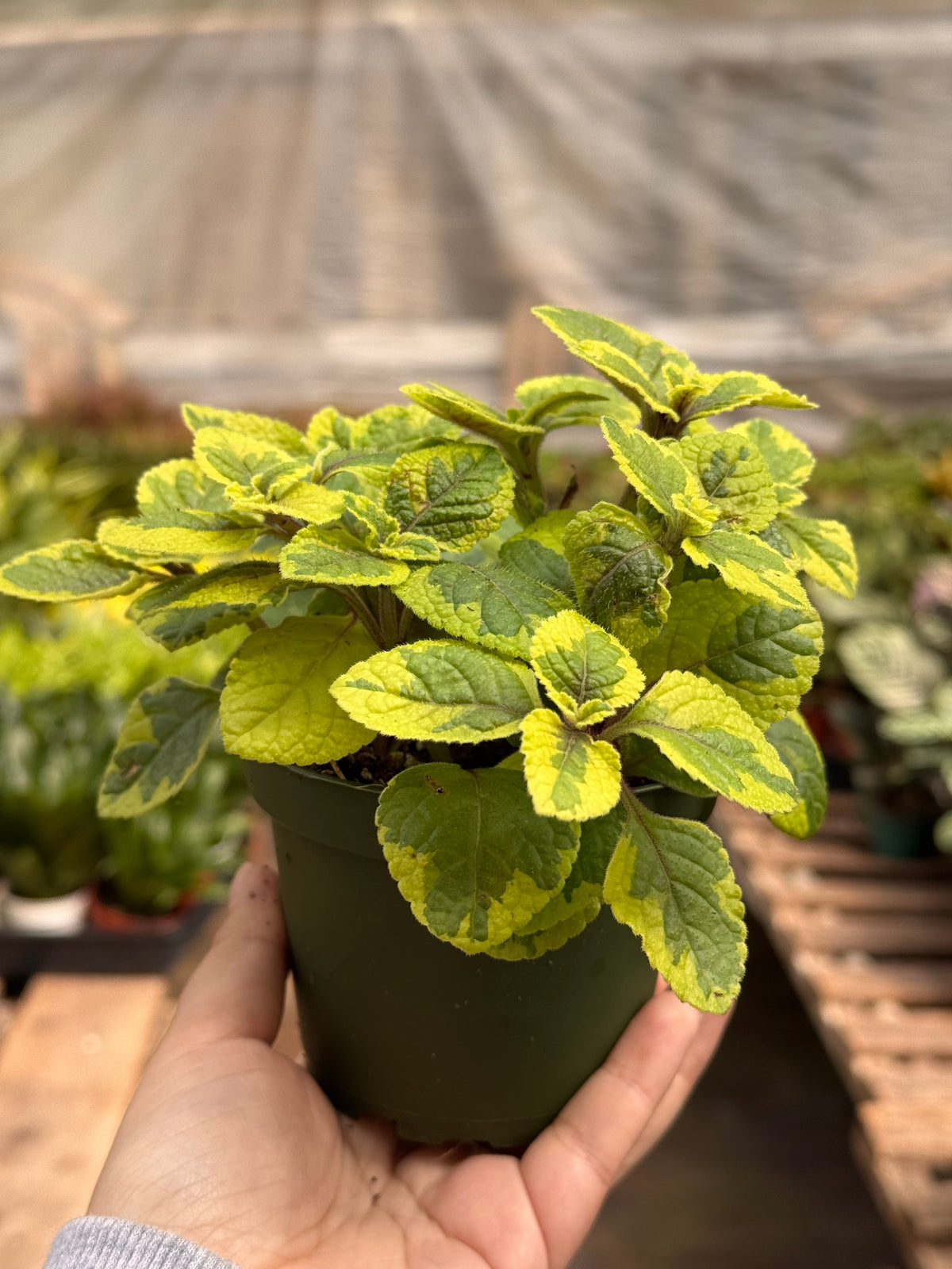 Plectranthus ‘Guacamole’