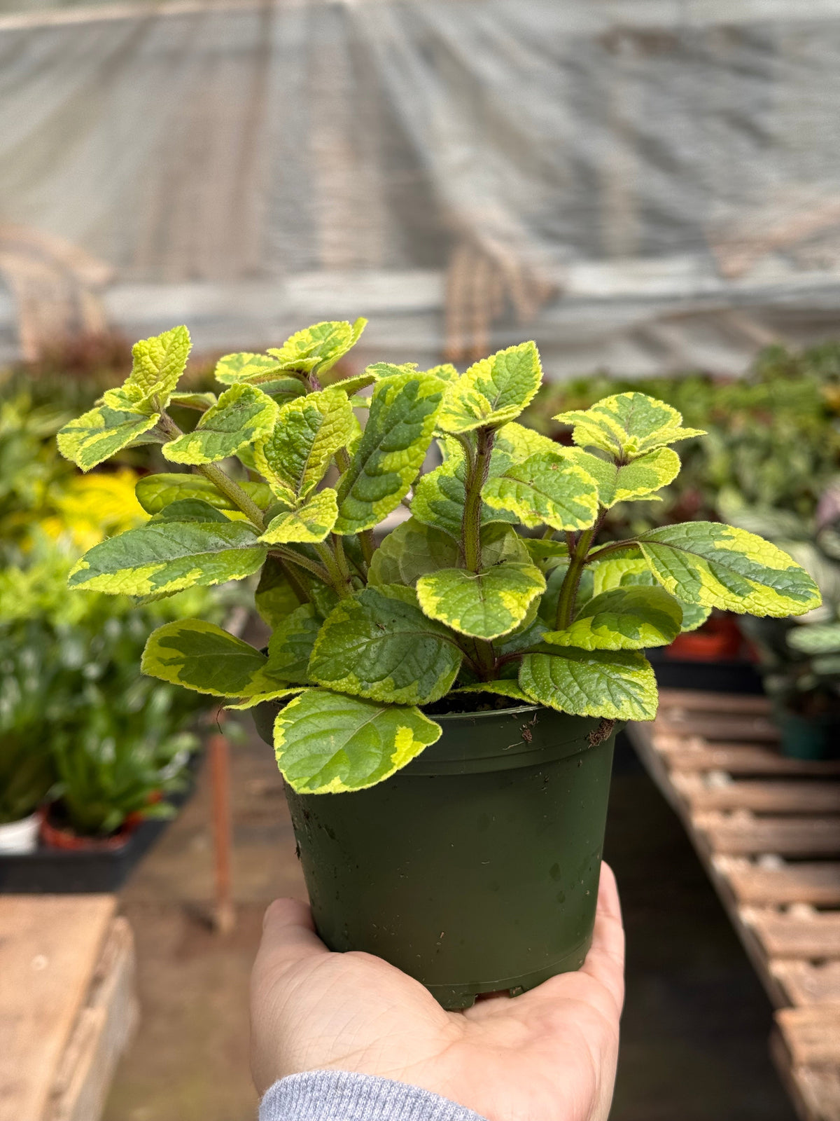 Plectranthus ‘Guacamole’