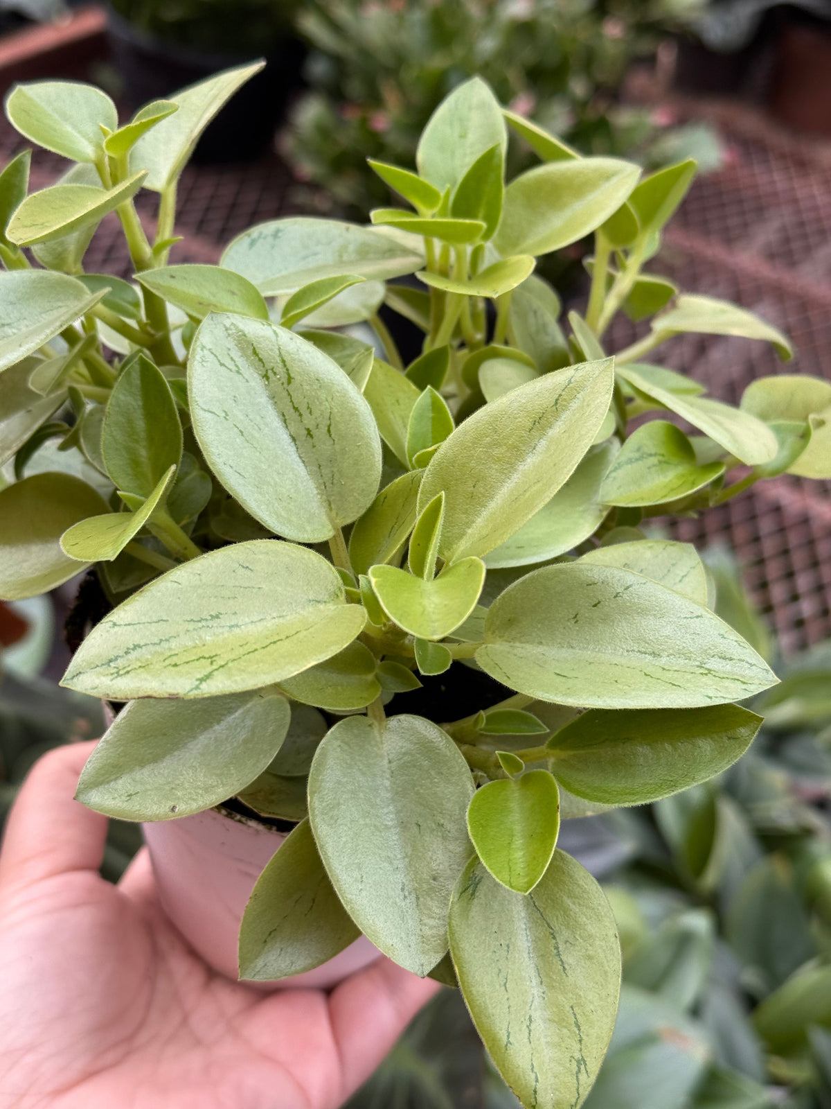Peperomia 'Pixie Lime’