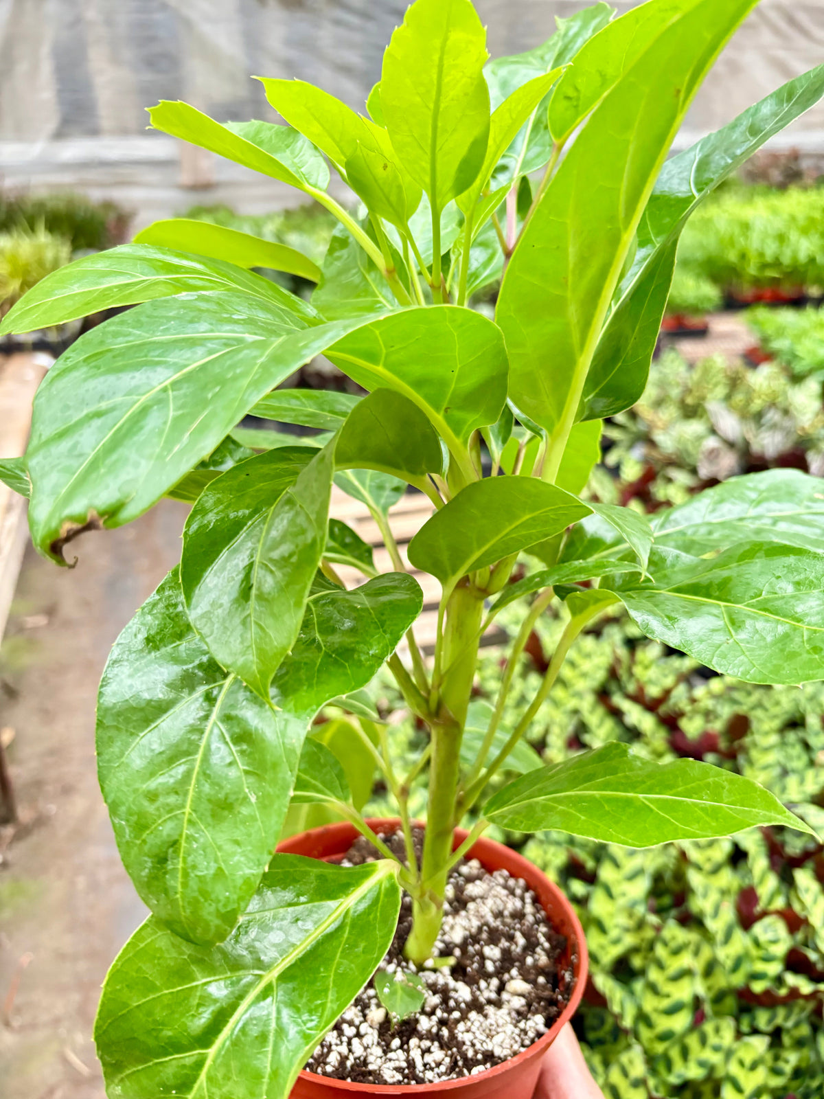 Schefflera Actinophylla