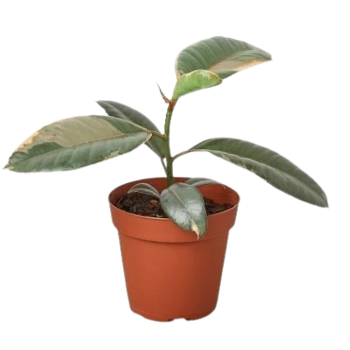 Ficus elastica ‘Ruby Pink’ in a 4-inch nursery pot