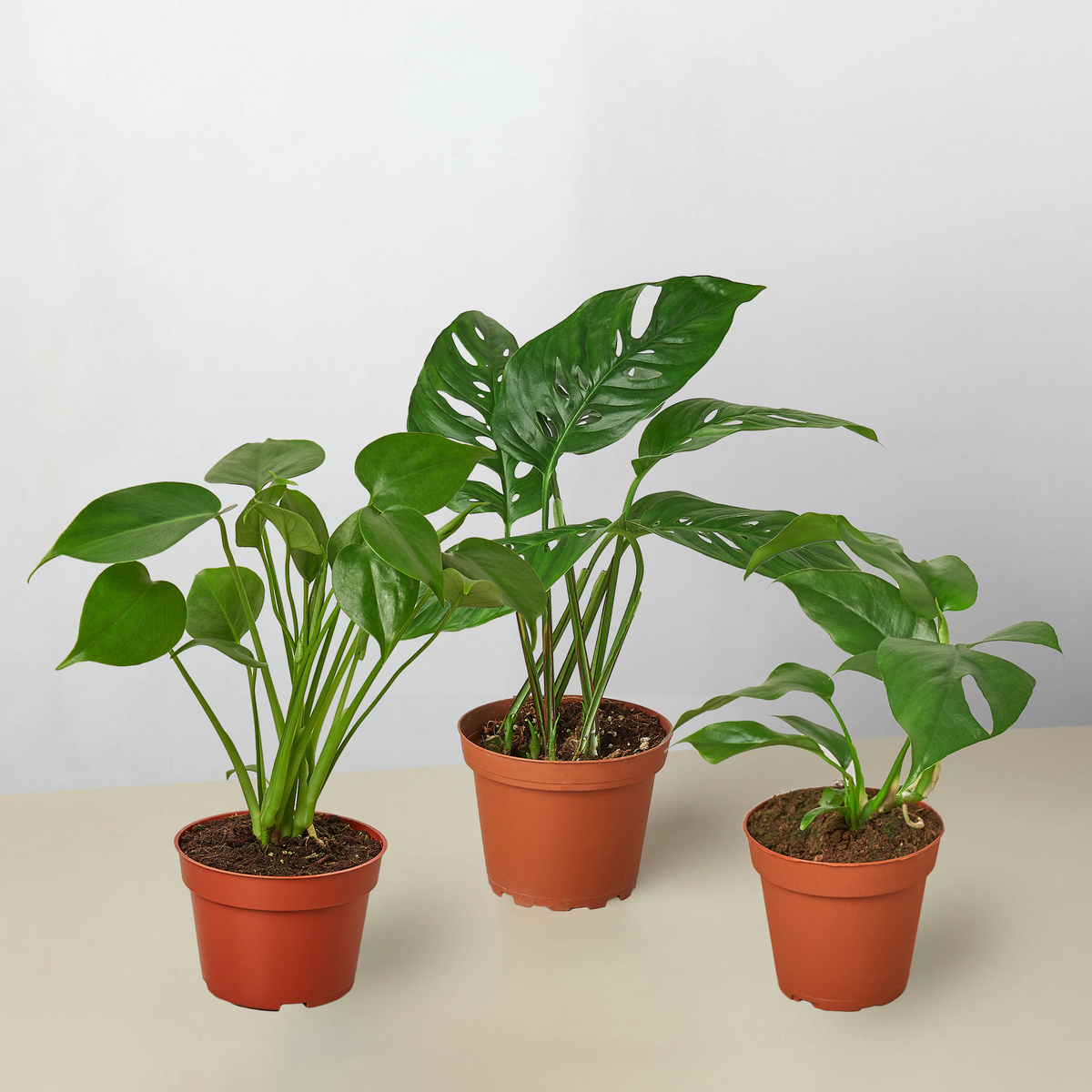 Monstera + Rhaphidophora Trio