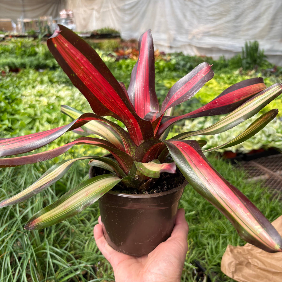 Bromeliad 'Pimiento'