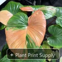Representative mother-plant image for Homalomena Rubescens Aurea Variegated. TC preorder image; exact tissue-culture plant may vary.