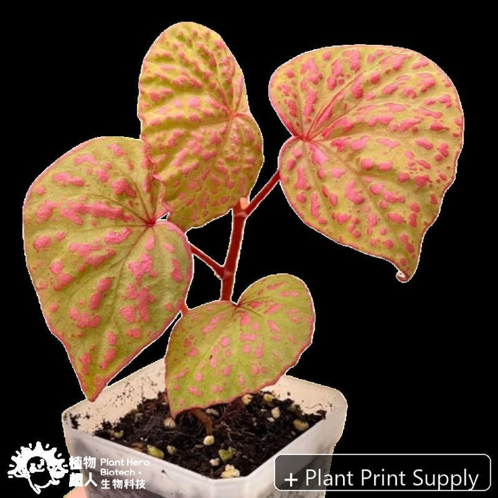 Representative mother-plant image for Begonia Roseopunctata. TC preorder image; exact tissue-culture plant may vary.