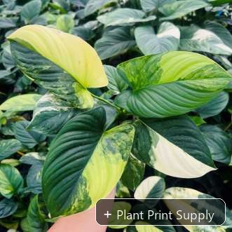 Representative mother-plant image for Homalomena Occulta Variegated. TC preorder image; exact tissue-culture plant may vary.