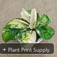 Representative mother-plant image for Homalomena Occulta Camouflage. TC preorder image; exact tissue-culture plant may vary.