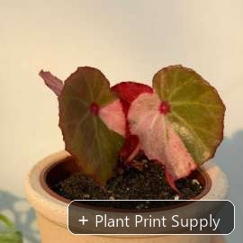 Representative mother-plant image for Begonia Rouge Pink Variegated. TC preorder image; exact tissue-culture plant may vary.