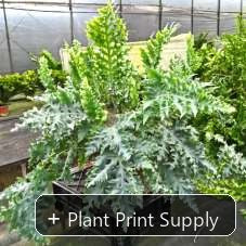 Representative mother-plant image for Phlebodium Aureum Danana. TC preorder image; exact tissue-culture plant may vary.