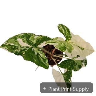 Representative mother-plant image for Syngonium Podophyllum Albo Variegated. TC preorder image; exact tissue-culture plant may vary.