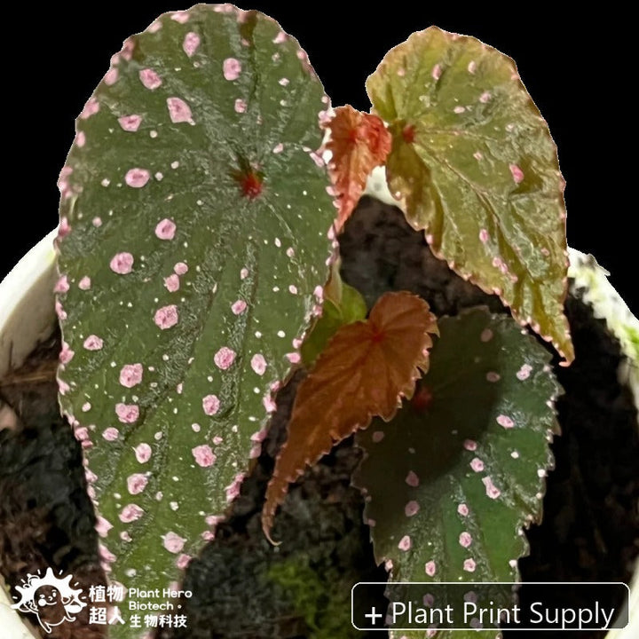 Representative mother-plant image for Begonia Gracilicyma. TC preorder image; exact tissue-culture plant may vary.