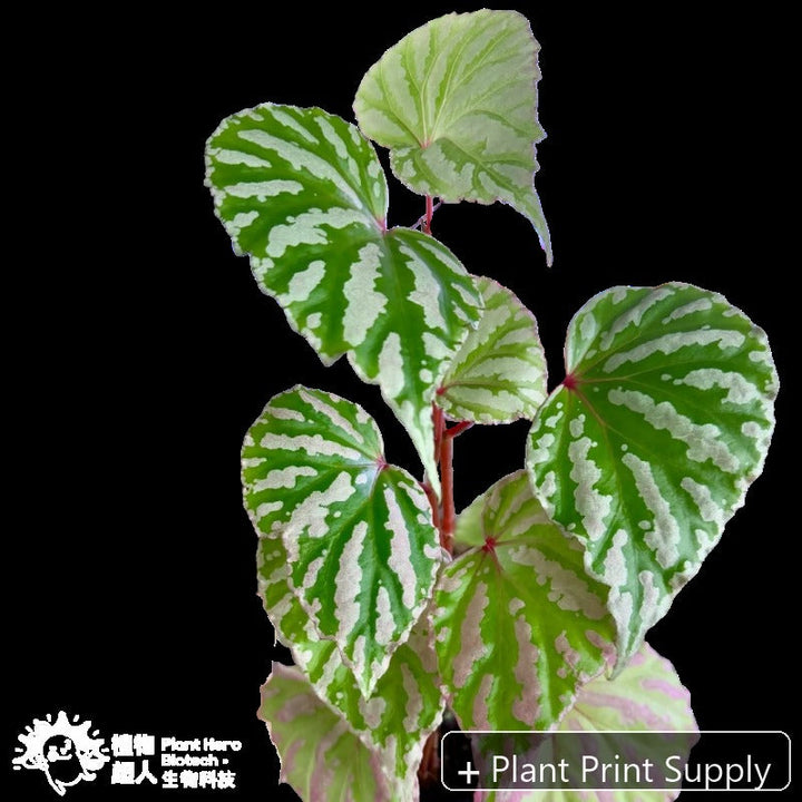 Representative mother-plant image for Begonia Roseopunctata Pakan. TC preorder image; exact tissue-culture plant may vary.