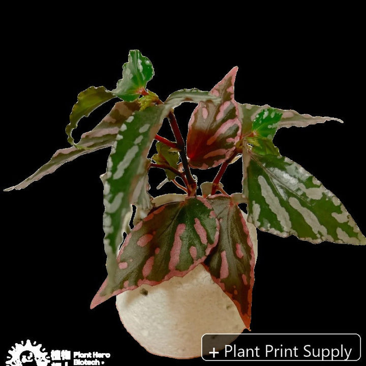 Representative mother-plant image for Begonia Julau. TC preorder image; exact tissue-culture plant may vary.