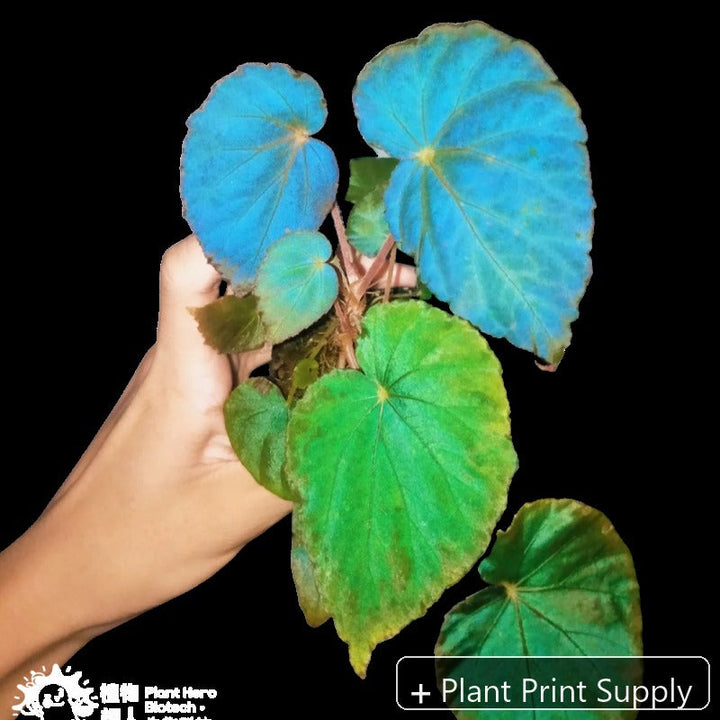 Representative mother-plant image for Begonia Pavonina. TC preorder image; exact tissue-culture plant may vary.
