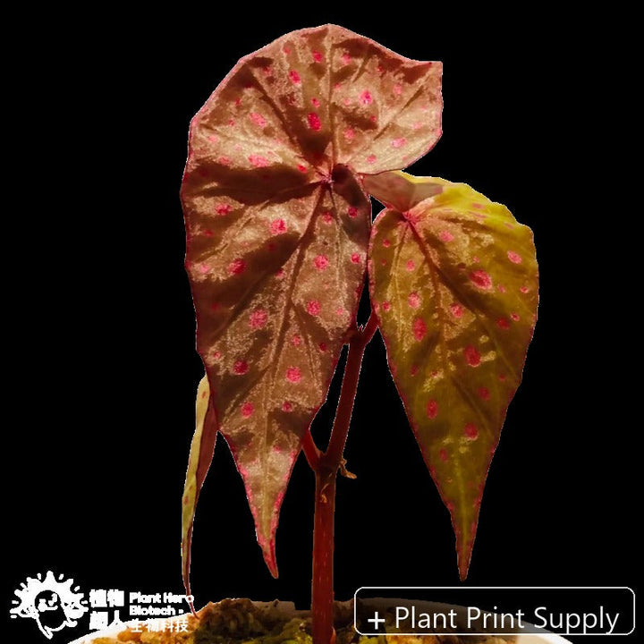 Representative mother-plant image for Begonia Malachostica. TC preorder image; exact tissue-culture plant may vary.