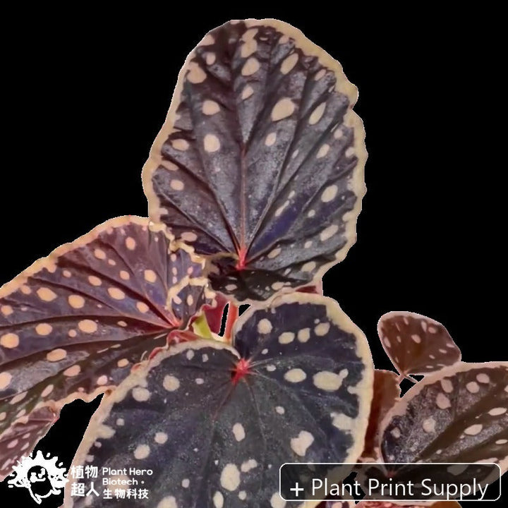 Representative mother-plant image for Begonia Darthvaderiana Green Spots. TC preorder image; exact tissue-culture plant may vary.