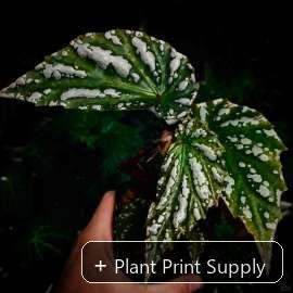 Representative mother-plant image for Begonia Sp. Lampung Sumatera. TC preorder image; exact tissue-culture plant may vary.