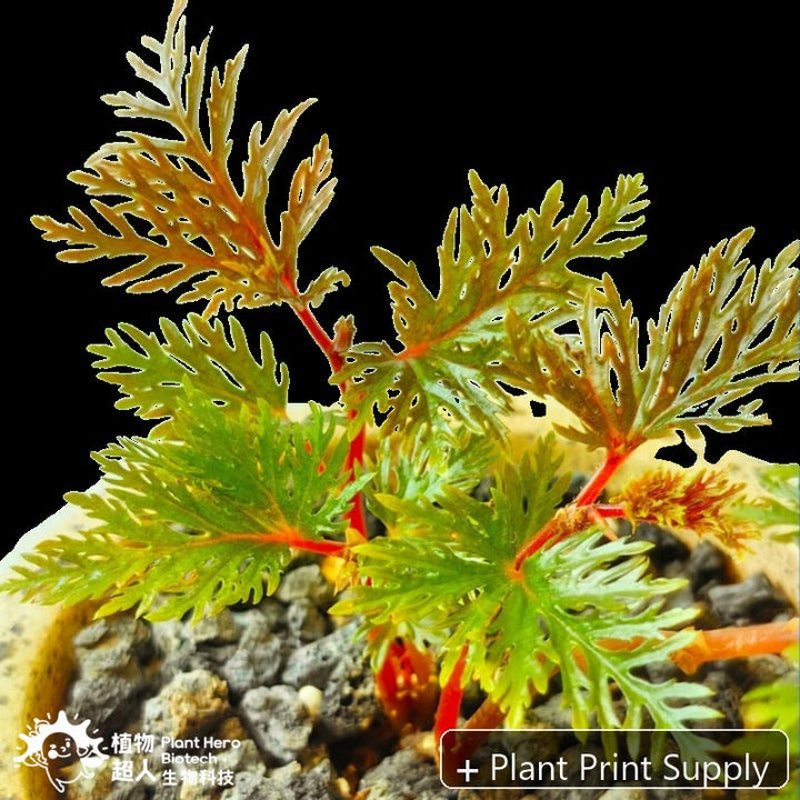 Representative mother-plant image for Begonia Bipinnatifida. TC preorder image; exact tissue-culture plant may vary.