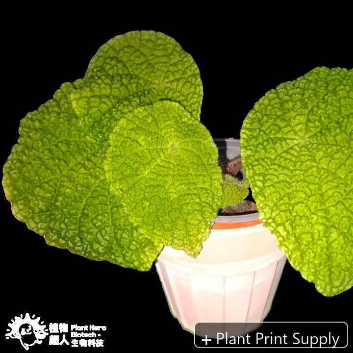 Representative mother-plant image for Begonia Microsperma. TC preorder image; exact tissue-culture plant may vary.