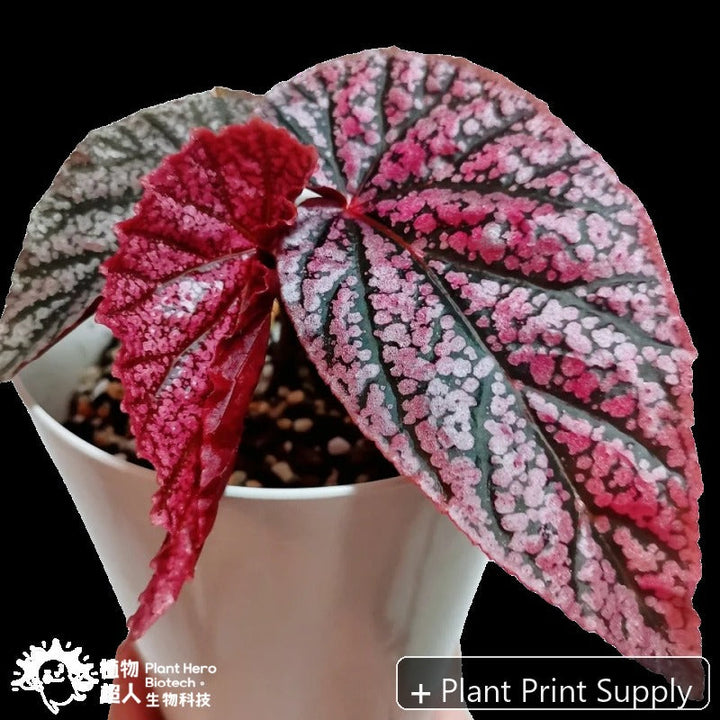 Representative mother-plant image for Begonia Maurice Amey. TC preorder image; exact tissue-culture plant may vary.