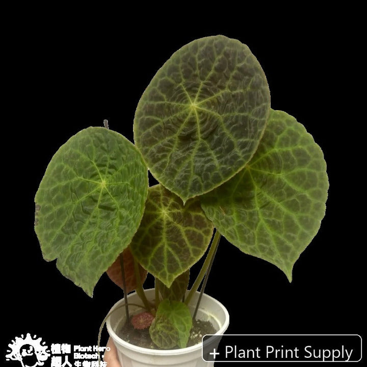 Representative mother-plant image for Begonia Fu Yu. TC preorder image; exact tissue-culture plant may vary.