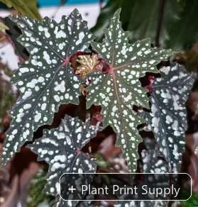 Representative mother-plant image for Begonia Izumo No Kiraboshi. TC preorder image; exact tissue-culture plant may vary.