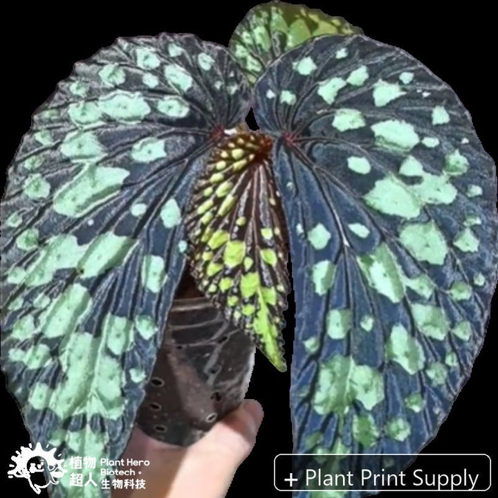 Representative mother-plant image for Begonia Lucifer. TC preorder image; exact tissue-culture plant may vary.