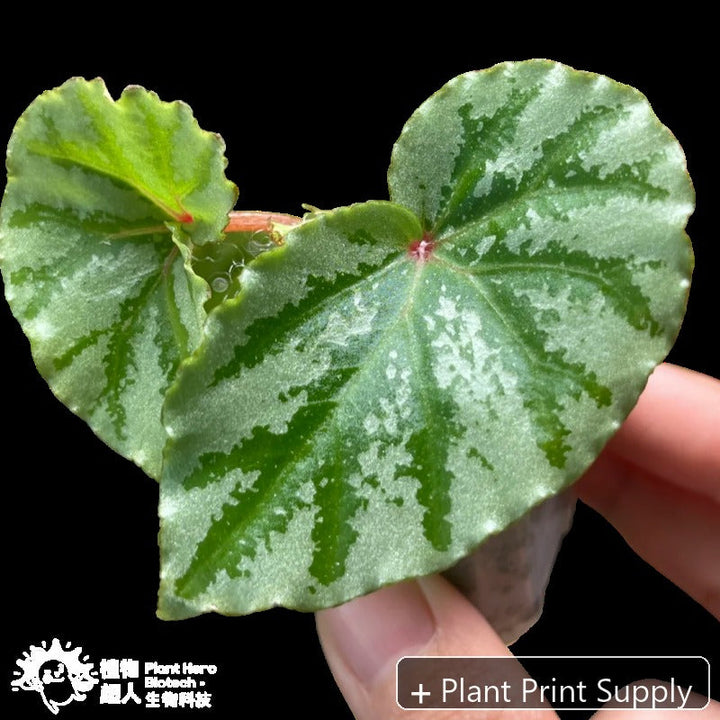 Representative mother-plant image for Begonia Sp. Temuyuk. TC preorder image; exact tissue-culture plant may vary.