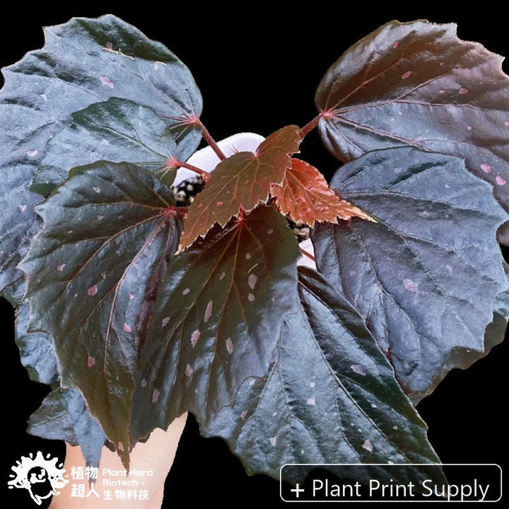 Representative mother-plant image for Begonia Black Bate. TC preorder image; exact tissue-culture plant may vary.