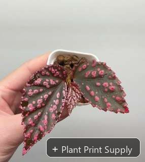 Representative mother-plant image for Begonia Sp Hairy Spots. TC preorder image; exact tissue-culture plant may vary.