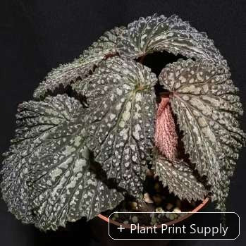 Representative mother-plant image for Begonia Snow Leopard. TC preorder image; exact tissue-culture plant may vary.