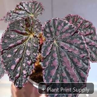 Representative mother-plant image for Begonia Blue Glass. TC preorder image; exact tissue-culture plant may vary.