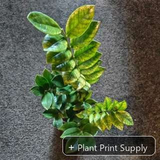 Representative mother-plant image for Zamioculcas Zamiifolia Chameleon. TC preorder image; exact tissue-culture plant may vary.