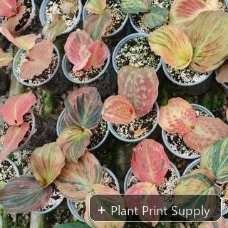 Representative mother-plant image for Kaempferia Sp. Variegated. TC preorder image; exact tissue-culture plant may vary.
