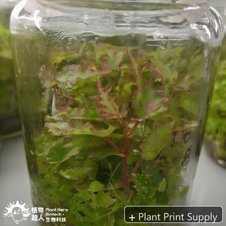 Representative mother-plant image for Begonia Pink Lava. TC preorder image; exact tissue-culture plant may vary.