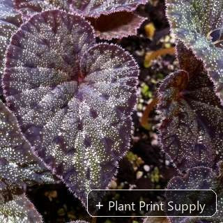 Representative mother-plant image for Begonia Curtisii Galaxy. TC preorder image; exact tissue-culture plant may vary.