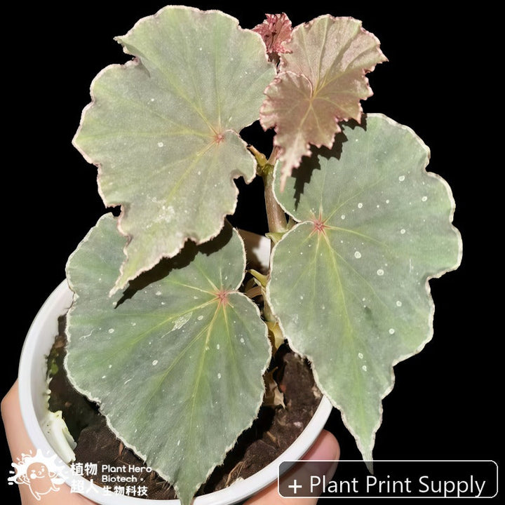 Representative mother-plant image for Begonia Snow Rabbit. TC preorder image; exact tissue-culture plant may vary.