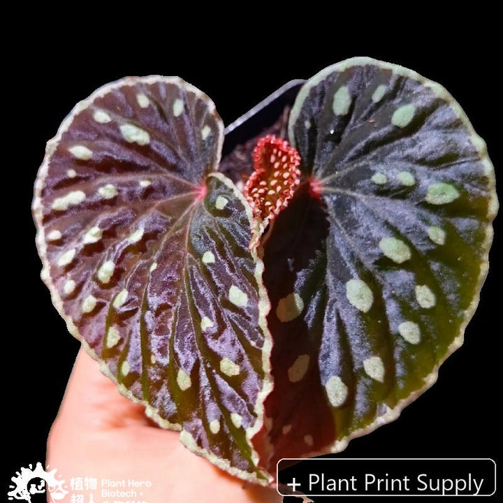 Representative mother-plant image for Begonia Firefly. TC preorder image; exact tissue-culture plant may vary.