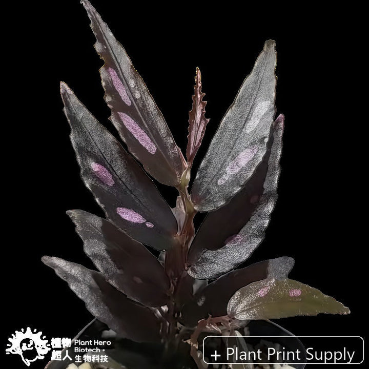 Representative mother-plant image for Begonia Julau Thin Leaf. TC preorder image; exact tissue-culture plant may vary.