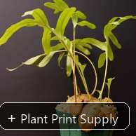Representative mother-plant image for Lecanopteris Crustacea. TC preorder image; exact tissue-culture plant may vary.