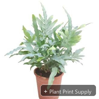 Representative mother-plant image for Phlebodium Aureum Blue Star. TC preorder image; exact tissue-culture plant may vary.