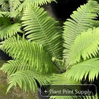 Representative mother-plant image for Matteuccia Struthiopteris. TC preorder image; exact tissue-culture plant may vary.