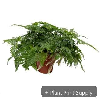 Representative mother-plant image for Davallia Fejeensis. TC preorder image; exact tissue-culture plant may vary.