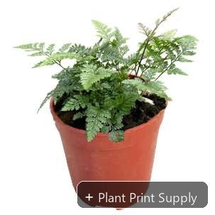 Representative mother-plant image for Davallia Bullata. TC preorder image; exact tissue-culture plant may vary.