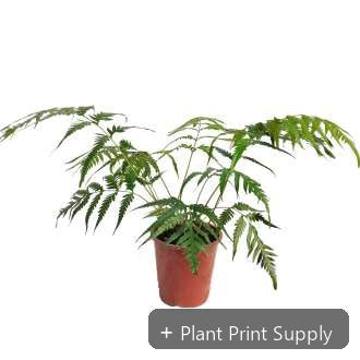 Representative mother-plant image for Woodwardia Prolifera. TC preorder image; exact tissue-culture plant may vary.