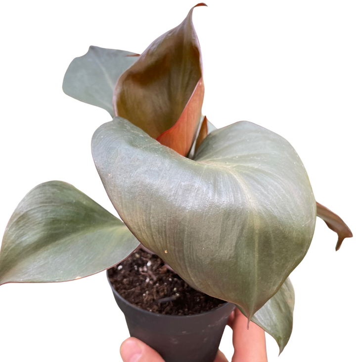 Philodendron 'Red Heart'