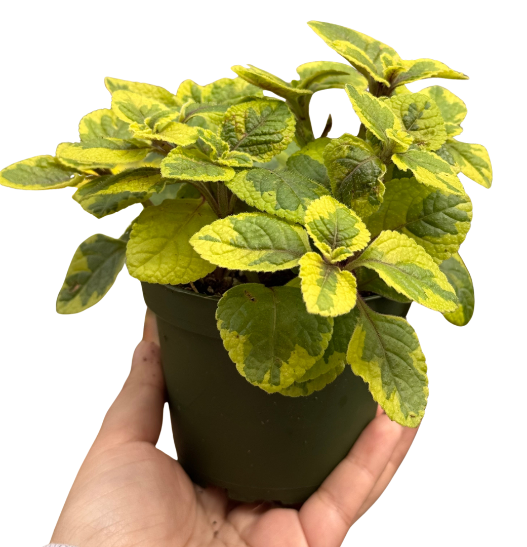Plectranthus ‘Guacamole’